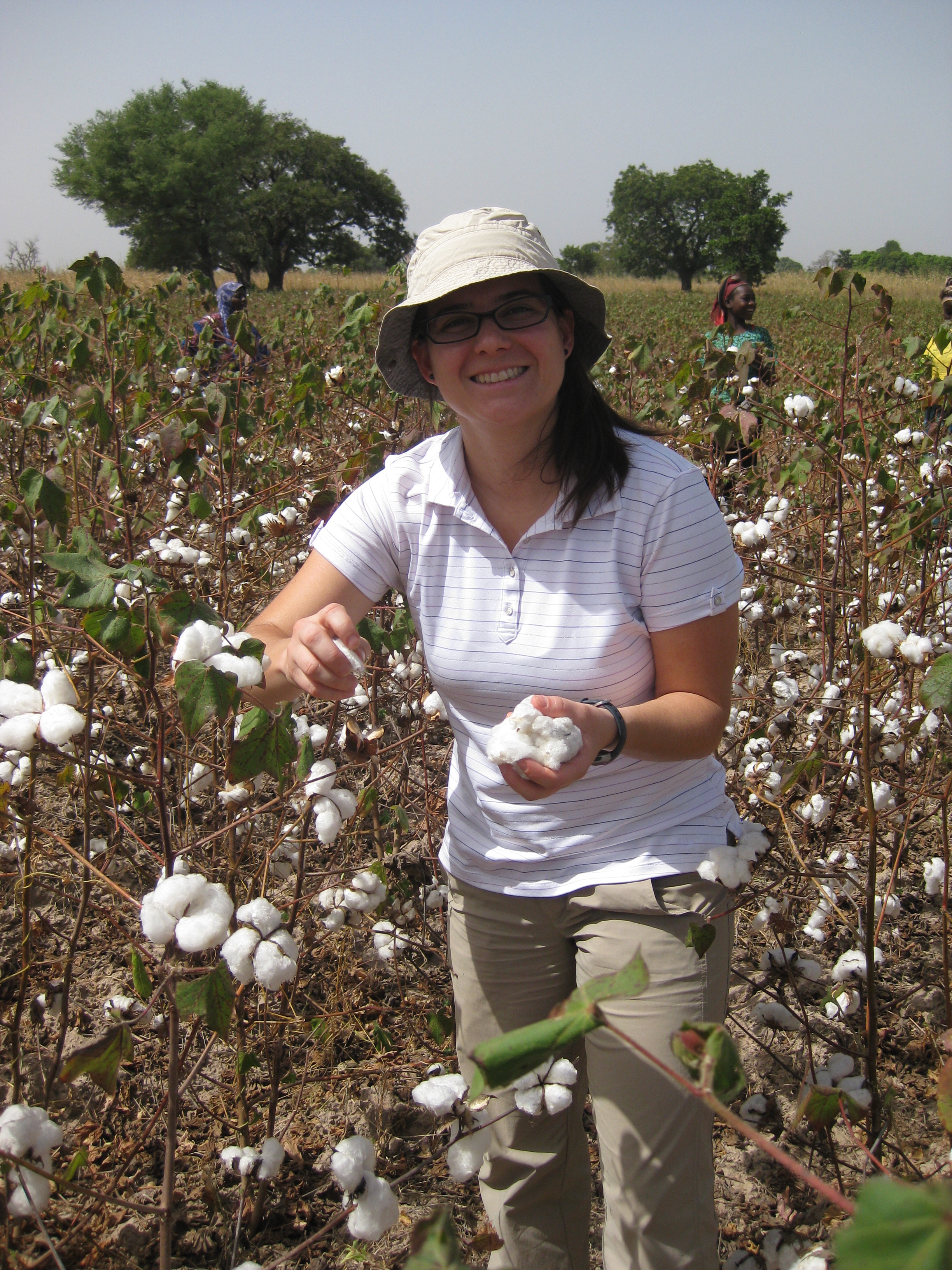 Vero_cotton field